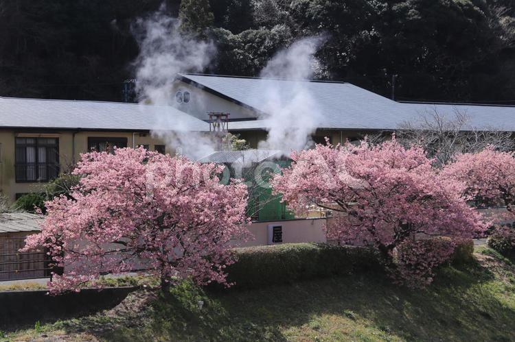 南の桜満開 南の桜,満開,旅館の写真素材