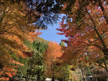 紅葉した山 紅葉,秋,湖の写真素材