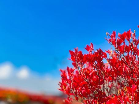 赤と青 赤と青 紅葉,ドウダンツツジ,秋の写真素材