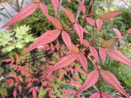紅葉した葉 紅葉,秋,葉っぱの写真素材