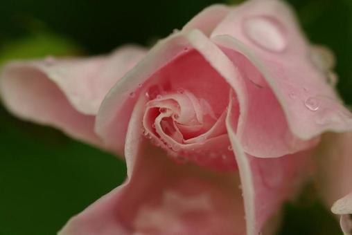 雨とバラの写真