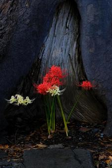 Red Spider Lily, JPG Red Spider Lily, JPG