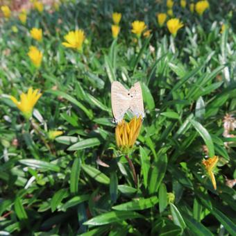 ガザニア ガザニア,花,花びらの写真素材