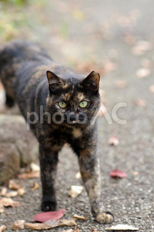 こちらを見つめる公園のサビ柄猫③ ネコ,ノラ猫,サビ柄猫の写真素材