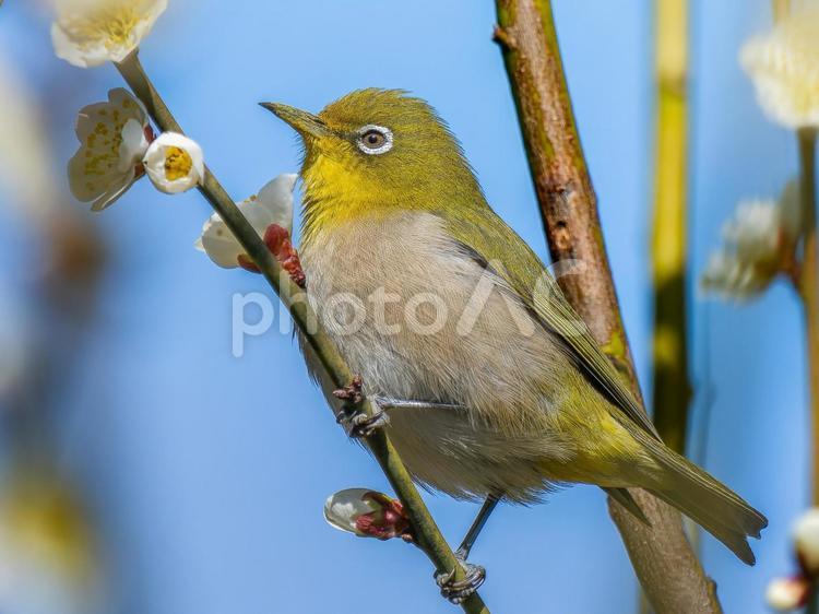 梅の花とメジロ・ウメジロー メジロ,ウメジロー,野鳥の写真素材