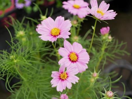 コスモス コスモスの写真