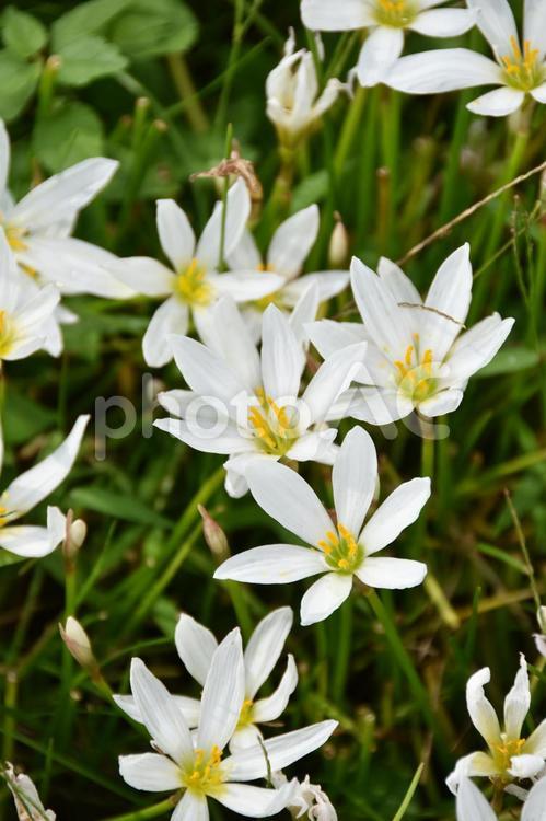 タマスダレ（玉簾） タマスダレ,玉簾,ゼフィランサスの写真素材