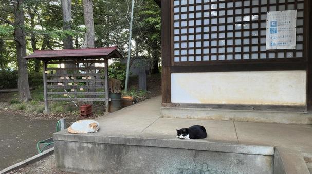 神社にいる猫 神社にいる猫の写真