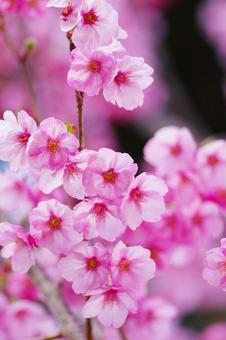 桜 桜,縦,春の写真素材