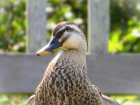 Cute Spot-billed Duck Close-up, JPG
