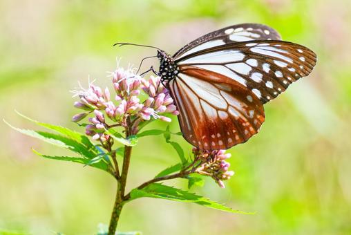 蜜を吸うアサギマダラの雌 蜜を吸うアサギマダラの雌 アサギマダラ,浅葱斑,渡り蝶の写真素材