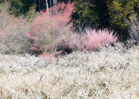 Red plum blossoms floating in a sea of white plum blossoms in early spring, JPG Red plum blossoms floating in a sea of white plum blossoms in early spring, JPG