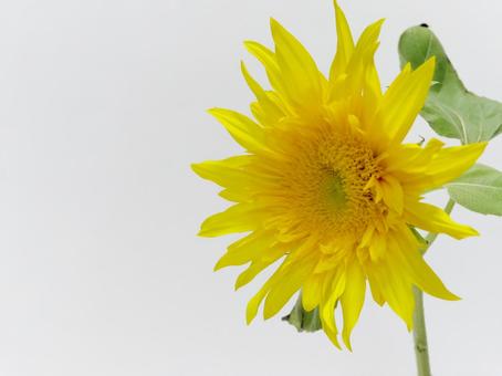 ひまわりの花 ひまわりの花 ひまわり,花,植物の写真素材