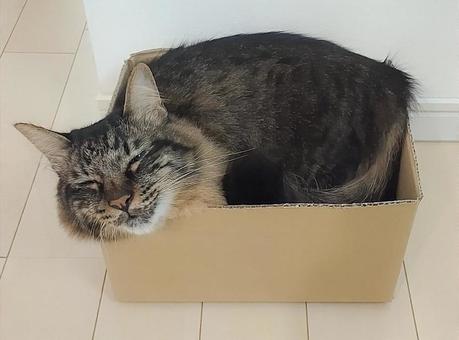 ねこ ねこ 狭い,段ボール,箱の写真素材