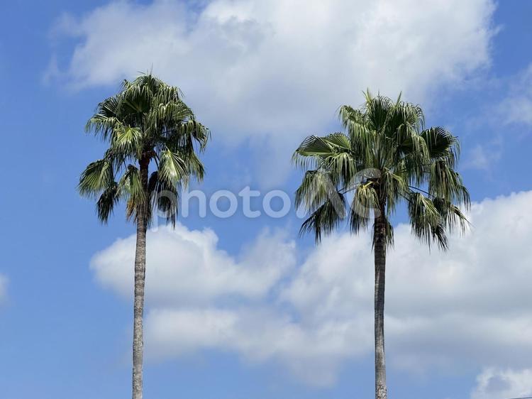 ヤシの木 ヤシの木,木,空の写真素材