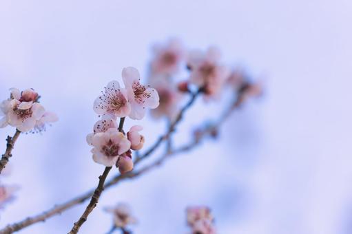 開花した梅 開花した梅の写真