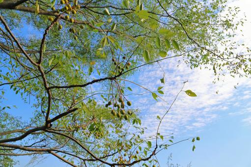 センダンの木　実　青空　雲 センダン,栴檀,木の写真素材