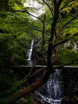 布引の滝 滝,布引の滝,自然の写真素材