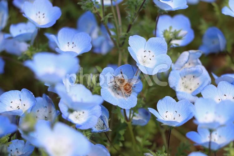 ネモフィラと蜂 ネモフィラ,蜂,花の写真素材
