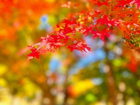 鮮やかに染まる秋 鮮やかに染まる秋 紅葉,秋,もみじの写真素材