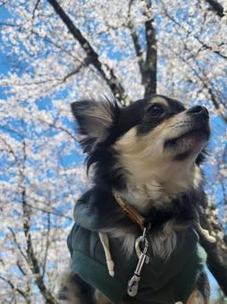 春のお散歩わんこ 春のお散歩わんこの写真