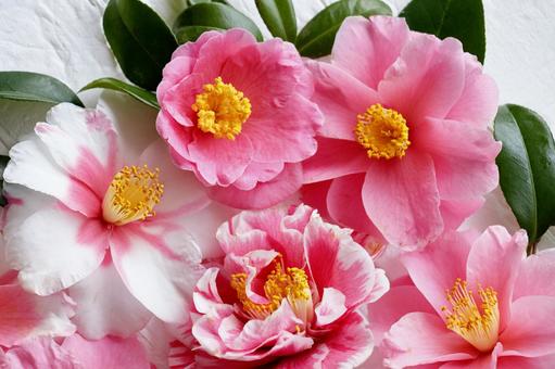 椿 花,椿,フラワーアレンジメントの写真素材