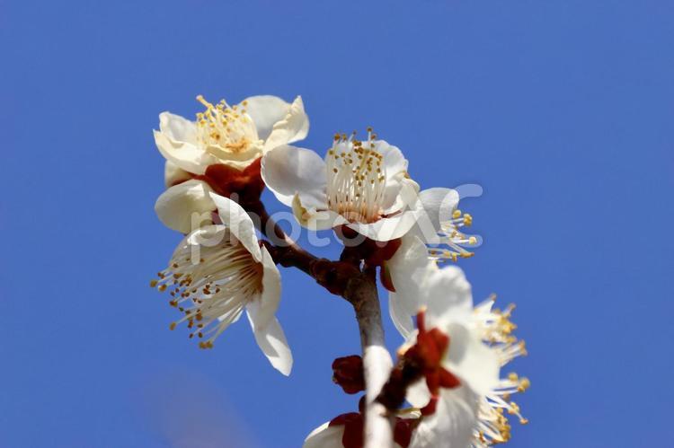 越生梅林の梅の花 ２４ 梅,ウメ,うめの写真素材