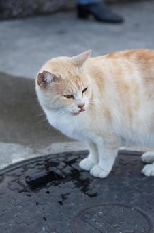 Stray cat, JPG Stray cat, JPG