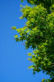 緑紅葉と青空 緑紅葉と青空 綺麗,紅葉,緑の写真素材