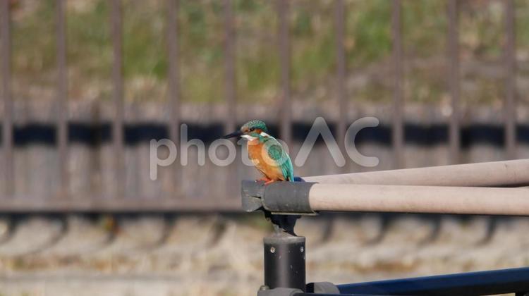早春の親水公園で獲物を狙うカワセミ カワセミ,野鳥,小鳥の写真素材