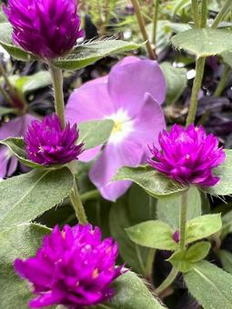 秋のパープル 秋のパープル 花,草花,秋の写真素材
