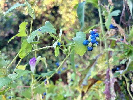 イシミカワ イシミカワ,雑草,棘の写真素材