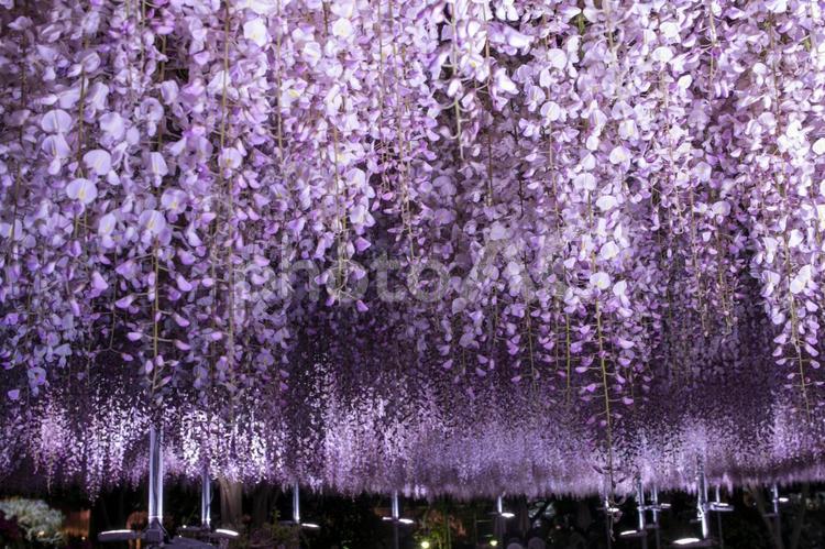 藤の花 藤,藤の花,藤棚の写真素材
