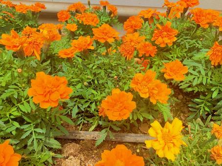 道端の可憐な花々の写真