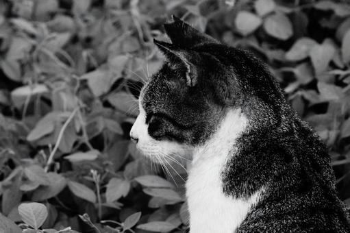 ねこ ねこの写真
