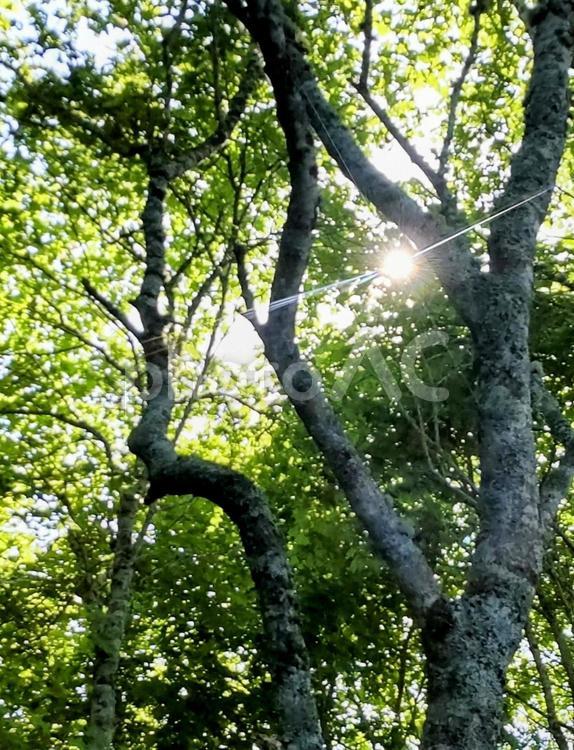 眩しい木漏れ日 木,木々,木漏れ日の写真素材