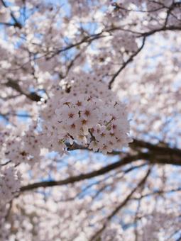 桜咲くの写真