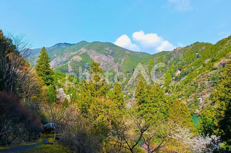 小和田の大自然 小和田,廃村,木々の写真素材