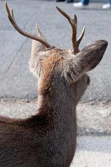 シカの後ろ姿 奈良,東大寺,公園の写真素材