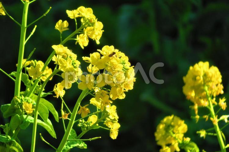 １月上旬の菜の花畑とミツバチ 背景,菜の花,花の写真素材