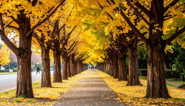 イチョウの写真