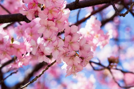 公園の河津桜 公園の河津桜の写真