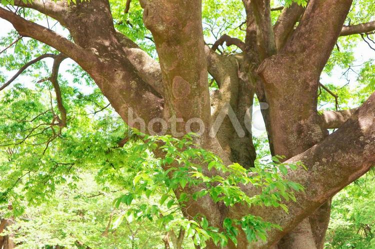 立派な木と新緑 新緑,緑,葉の写真素材