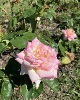 ピンクの薔薇 ピンクの薔薇の写真