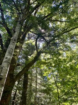 夏の森に差し込む光 夏の森に差し込む光 森林,木漏れ日,新緑の写真素材