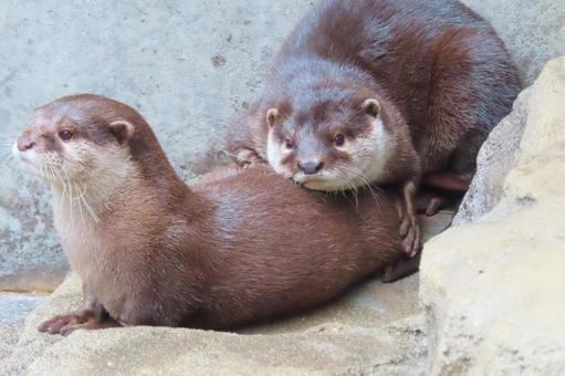 仲良しコツメカワウソ 仲良しコツメカワウソ 動物園,動物,コツメカワウソの写真素材