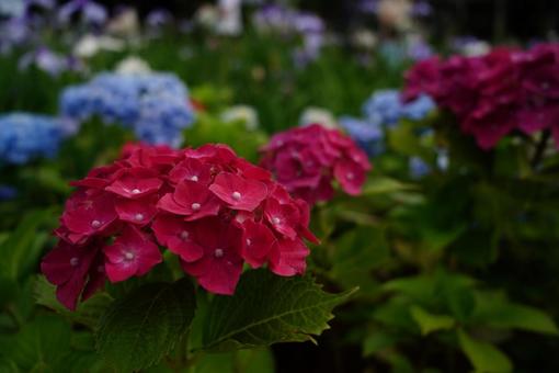 紫陽花 紫陽花の写真