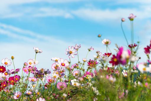 秋空の下に咲くコスモス畑 コスモス,花畑,秋の写真素材