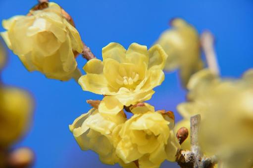 ロウバイの花と青空 ロウバイ,花,花木の写真素材
