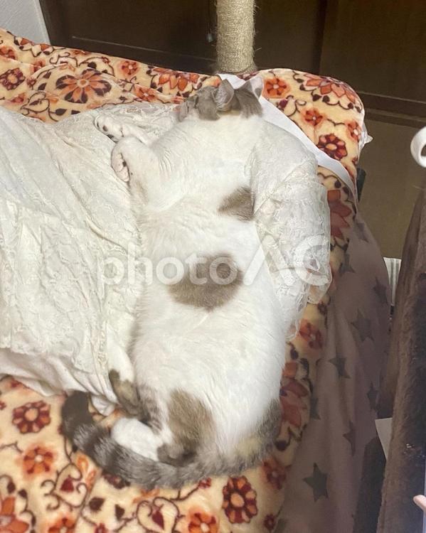 ベッドの上で眠るシャムトラ猫さま 猫,シャムトラ,微睡むの写真素材